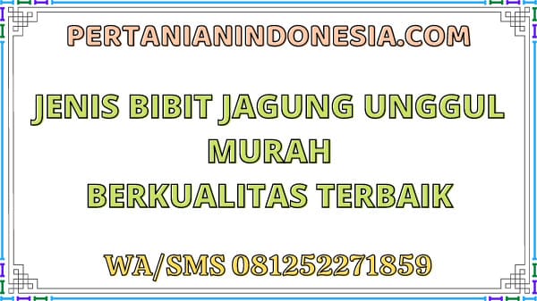Jenis Bibit Jagung Unggul Murah Berkualitas Terbaik